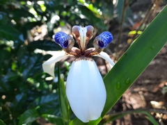 Trimezia