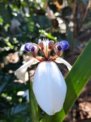 Trimezia