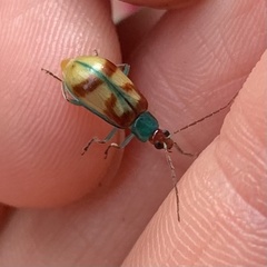 Diabrotica rufomaculata