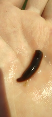 Macrobdella