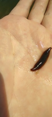 Macrobdella