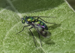 Condylostylus occidentalis