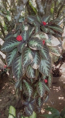 Episcia cupreata