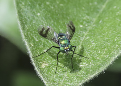 Condylostylus occidentalis