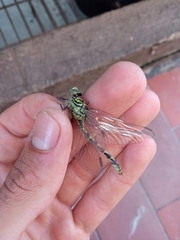 Onychogomphus forcipatus