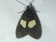 Dioptinae
