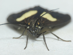 Dioptinae