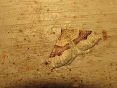 Xanthorhoe alticolata