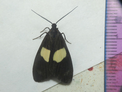 Dioptinae