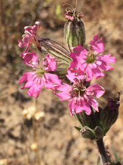 Silene scouleri