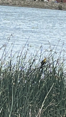 Xanthocephalus xanthocephalus