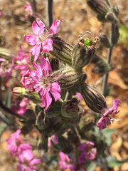 Silene scouleri