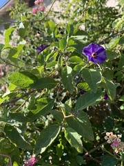 Lycianthes rantonnetii