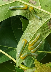 Caliroa quercuscoccineae