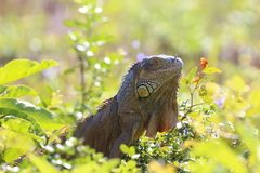Iguana iguana
