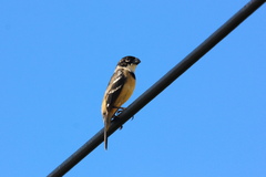 Sporophila morelleti