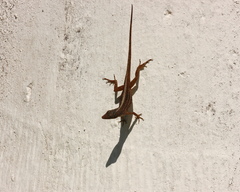 Anolis sagrei