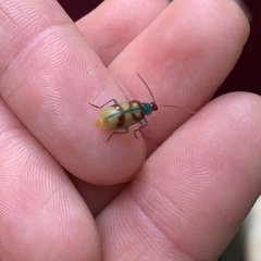 Diabrotica rufomaculata