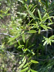 Ilex myrtifolia