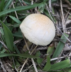 Agrocybe molesta