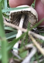 Agrocybe molesta
