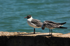 Leucophaeus atricilla