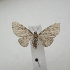 Eupithecia fletcherata