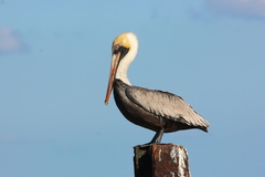 Pelecanus occidentalis