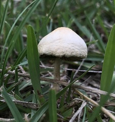 Agrocybe molesta