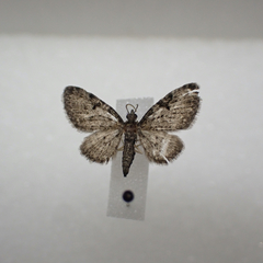 Eupithecia fletcherata