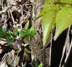 Anolis pulchellus