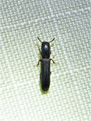 Colydium lineola