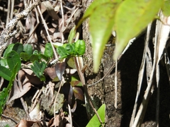 Anolis pulchellus