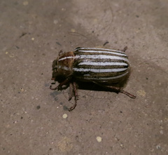 Polyphylla decemlineata