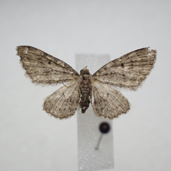 Eupithecia fletcherata