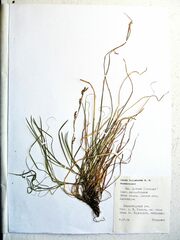 Carex lanceolata