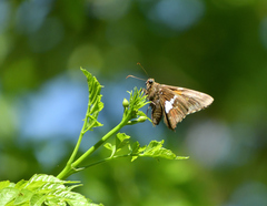 Epargyreus clarus clarus