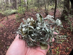 Pseudevernia consocians