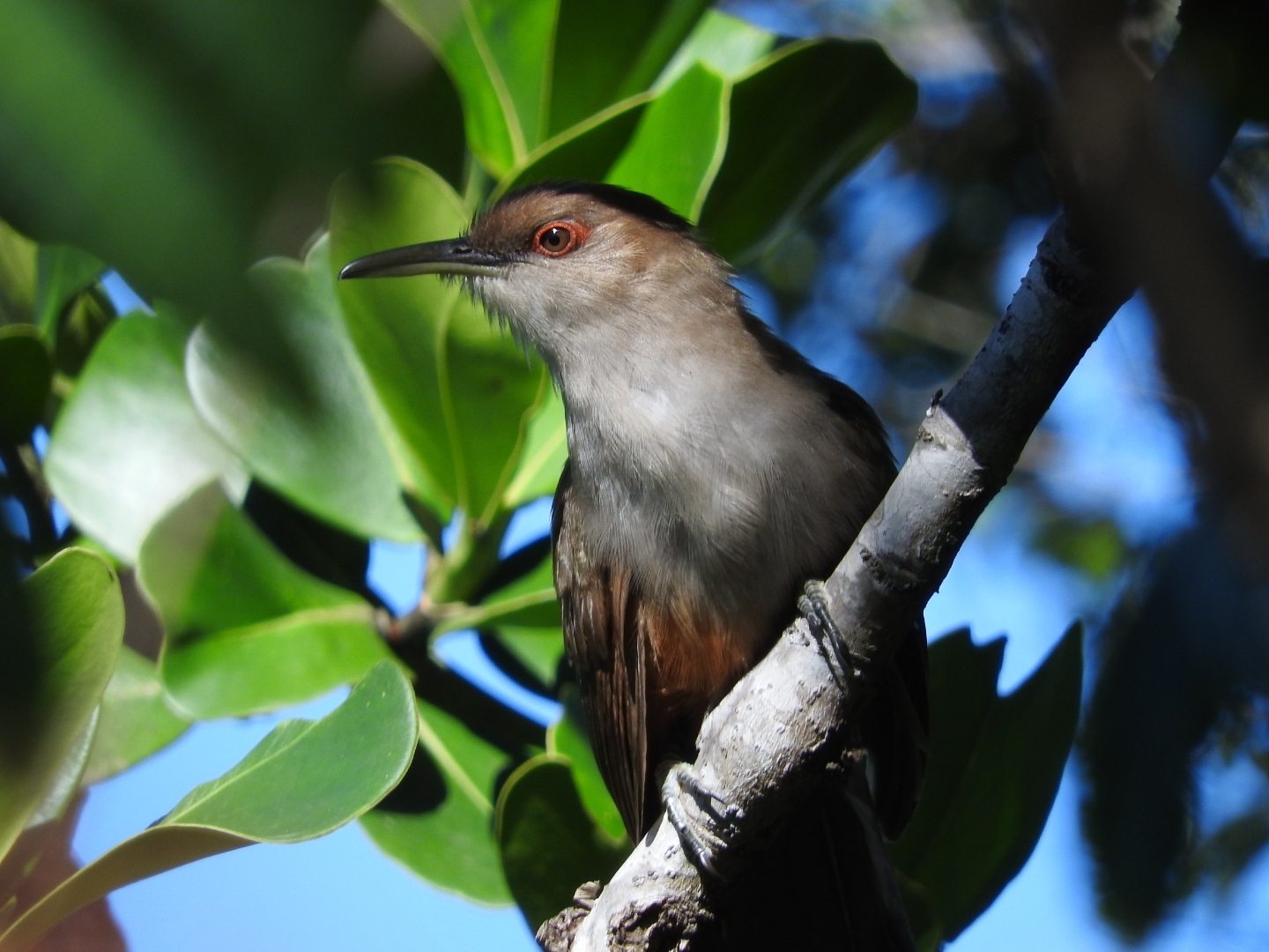 Puerto Rican Lizard-Cuckoo illustration