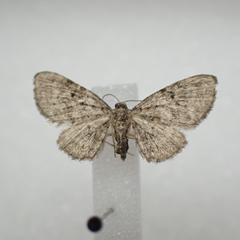 Eupithecia fletcherata