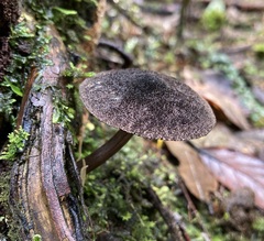 Pluteus similis