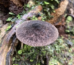Pluteus similis