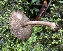Pluteus similis