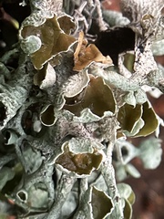 Pseudevernia consocians