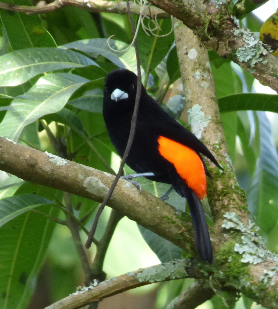 Flame-rumped Tanager