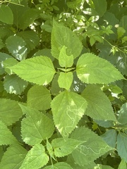Liriomyza eupatoriella