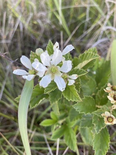 Rubus audax thumbnail