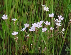 Silene linnaeana