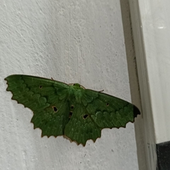 Chlorodontopera discospilata