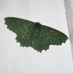 Chlorodontopera discospilata